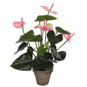 Planta Artificial - Antúrio Rosa - MICA
